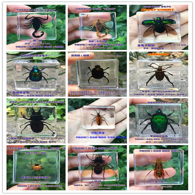 樹脂昆虫標本クモカブトムシサソリ工芸品コレクション医学教科書生物標本少年ギフト Figurines Miniatures Aliexpress