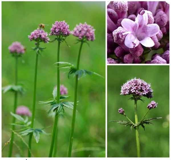 1587220572(1)_副本