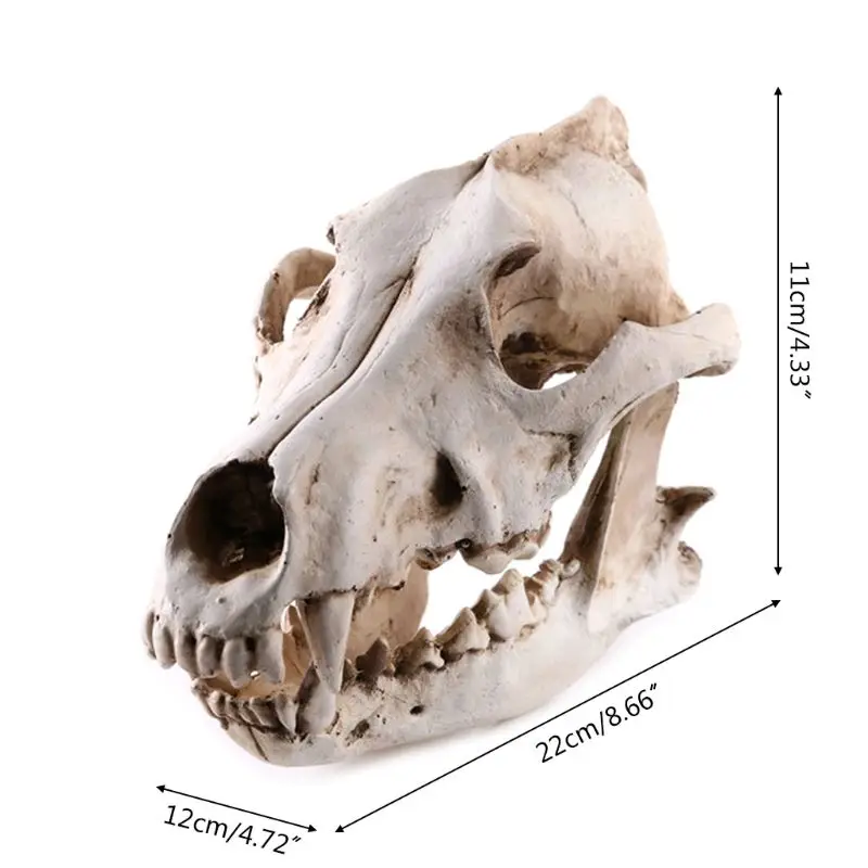 Смола животных шакал Койот Волк скелет модель обучения инструмент аквариума украшения поставки