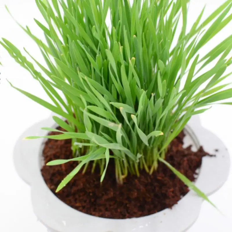 Мини бонсай питательная почва кошачья трава мясистая Кокосовая шелуха порошок низкая соль Y5GB