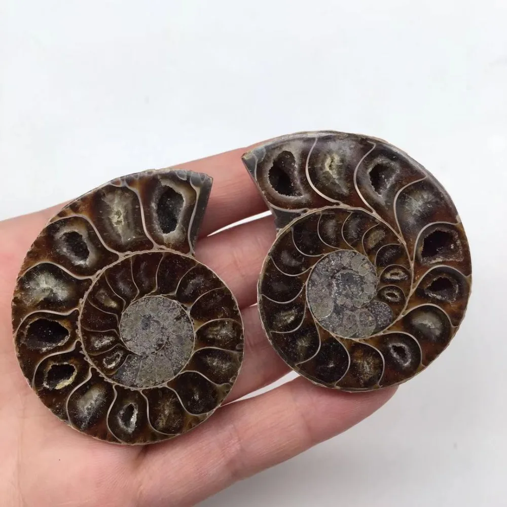 Ammonite Sea Snail fossils (3)