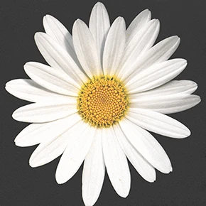 pattern 16 Daisy палец кольцо телефон Стенд Ручка для смартфонов планшеты - Цвет: pattern 16