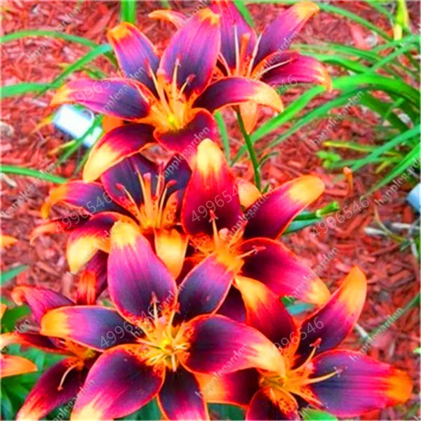 Sales-Large-Bonsai-Lilium-Flower-200-Pcs-Colorful-Lily-flower-Not-Lily-Bulbs-Rare-Plants-Potted.jpg_640x640 (9)
