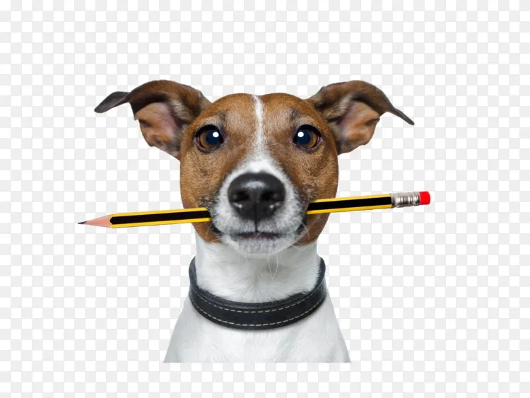 宠物养狗杰克罗素猎犬遛狗托儿所png图片素材免费下载 图片编号1079160 Png素材网
