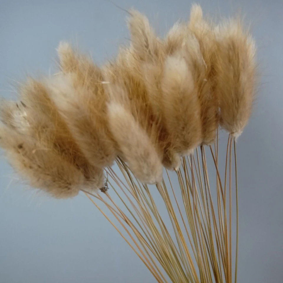 dried natural flower  (13)