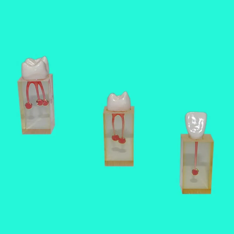 3 Pieces/Set RCT (Root Canal Therapy) Practice Teeth Model for Dental Teaching & Practising |