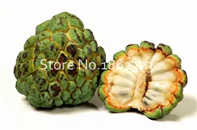 20 шт. Soursop бонсай фрукты, Graviola Annona муриката сладкий СОП вкусные фрукты бонсай сахар яблоко Annona дерево растение в бонсай - Цвет: 2