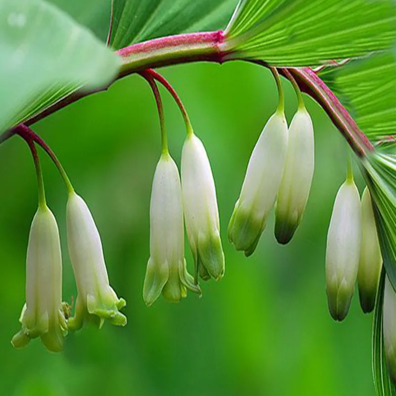Polygonatum odoratum, экстракт Yuzhu порошок 1 шт. питание фестивальный Топ дополнение блеск для тела омолаживающий сахар в крови тени для век