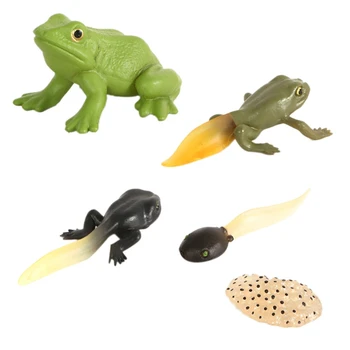 

Simulation Animal Insect Vinyl Solid Model Evolution Stage Environmental Protection Life Growth Cycle Set