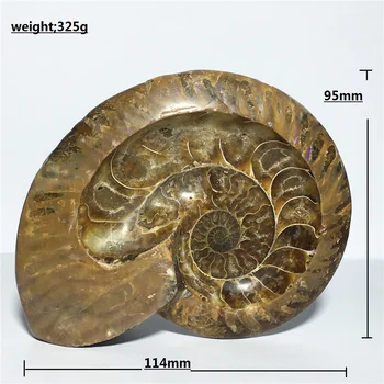 

Natural fossil Crystal Specimen Stone and craft reiki healing Decor Fossil chrysanthemum conch Carve ashtray