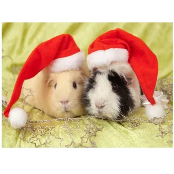 

Full Square 5D DIY Diamond Painting Animal Guinea Pig Diamond Embroidery Cross Stitch Rhinestone Mosaic Home Decoration M1118