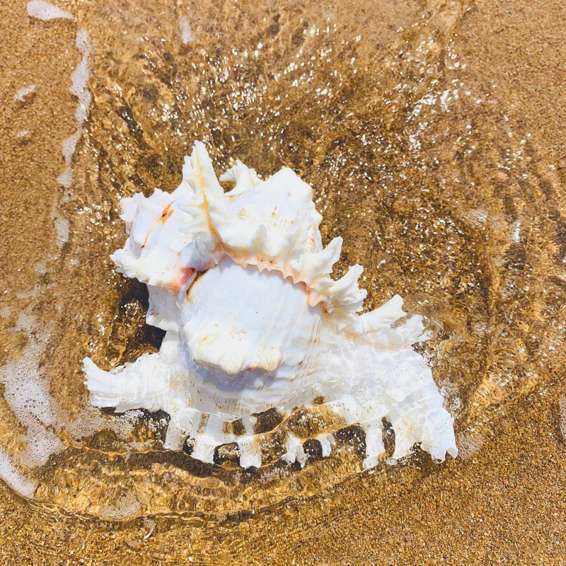 O1CN01YDBuFy1Uqe1veAss3_!!1047672569