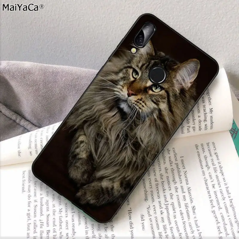 pet maine coon cat