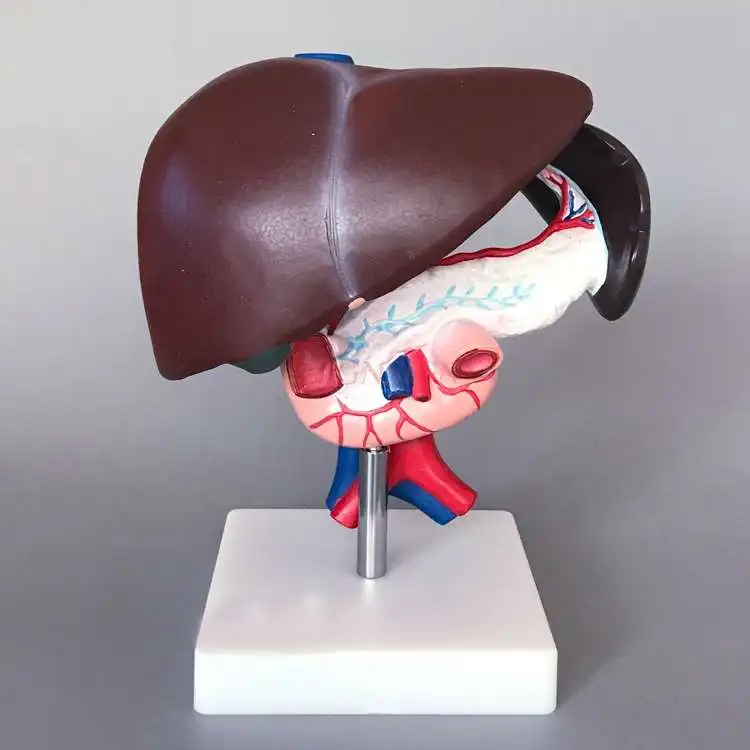 Hepatopancreas и модель двенадцатиперстной кишки печени и селезенки сосуды поджелудочной железы артериовенозный структура пищеварения