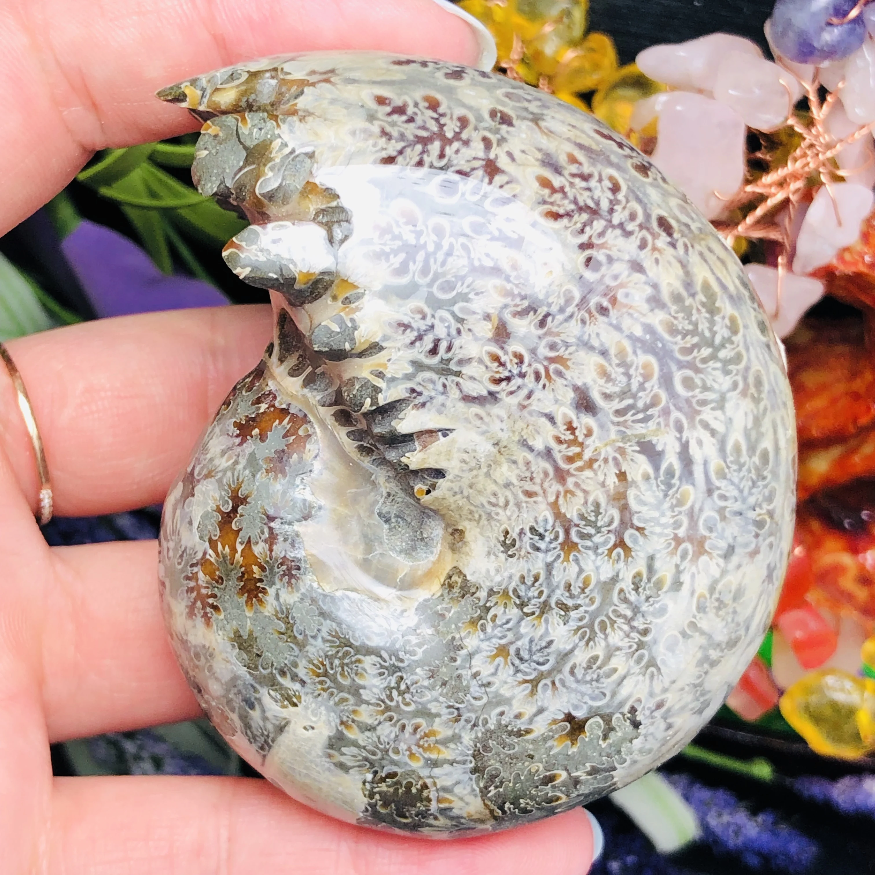 Натуральный Полированный "козий Рог" окаменелости, аммониты Conch Douvilleiceras Мадагаскар образец минерала