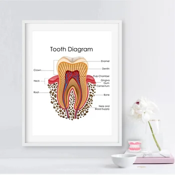 

Human Teeth Diagram Prints Dental Clinic Medical Education Chart Biology Posters Wall Art Canvas Painting Doctor Office Decor
