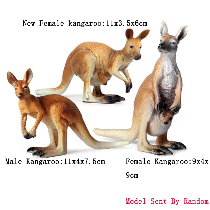 kangaroo