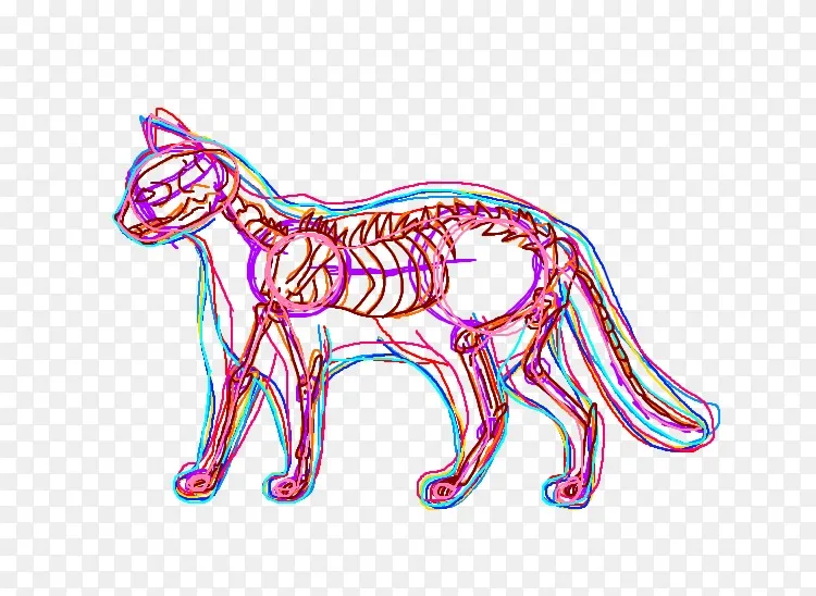 猫解剖猫画猫png图片素材免费下载 图片编号 Png素材网