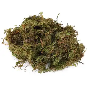 

Reptiles Reptile Feeding Supplies Reptile Terrarium Moss Green Sphagnum Moss Substrate Decoration Reptile Supplies feeder