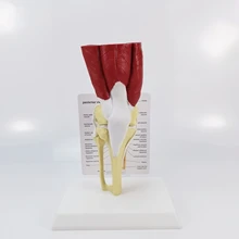 

Human Knee Muscle Anatomy Model Medical Science Teaching Resources Dropshipping