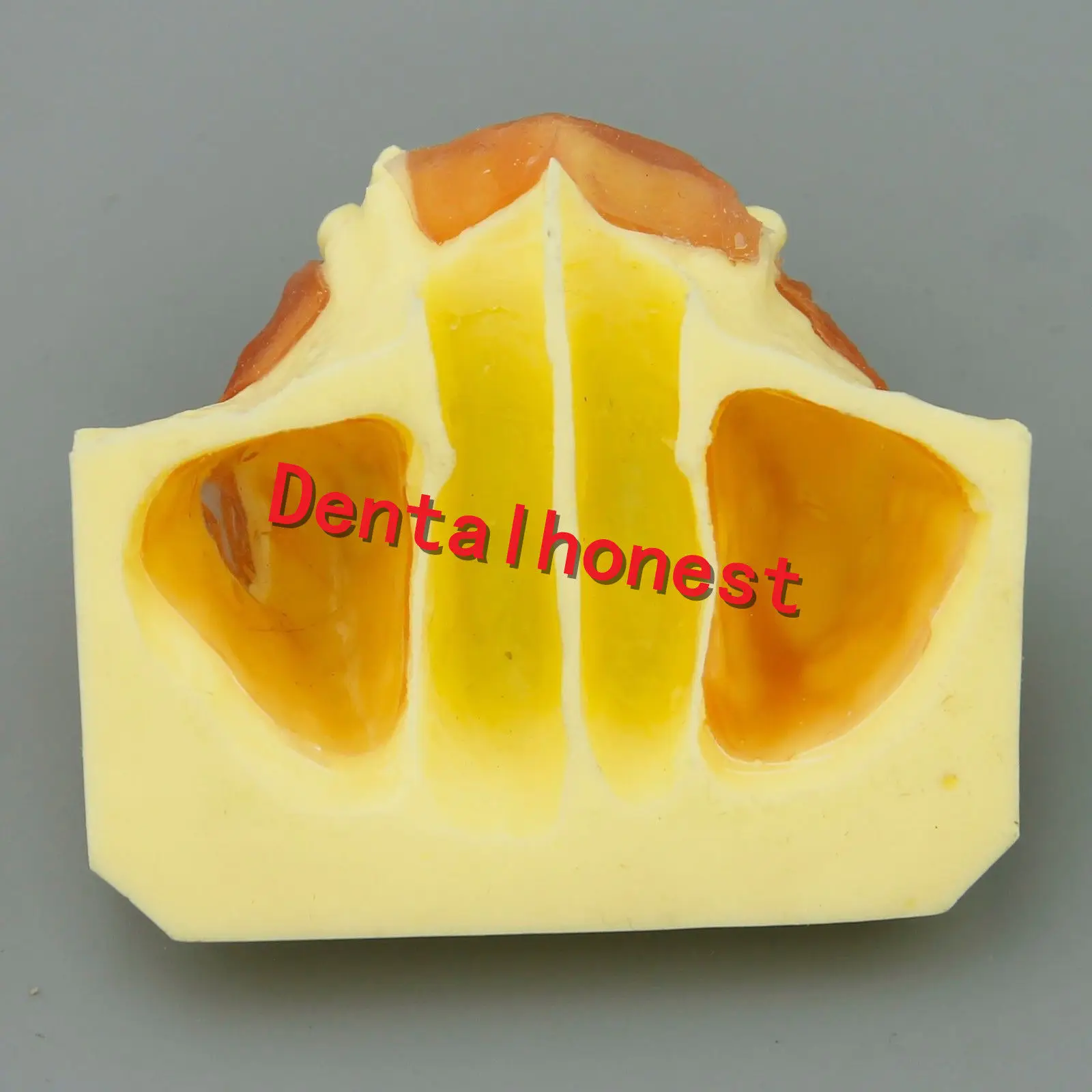  Dental Sinus Lift teeth model Practice Teeth Model Typodont Study Model 2013 01