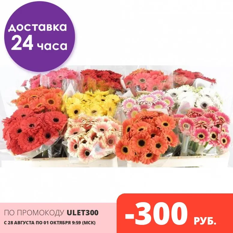 Минигербера пикколини микс НИДЕРЛАНДЫ 50 см. | Дом и сад