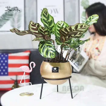 

Nordic metal gold flower bucket Iron sheet gardening indoor living room decoration crafts Green plant succulent pot flower pot