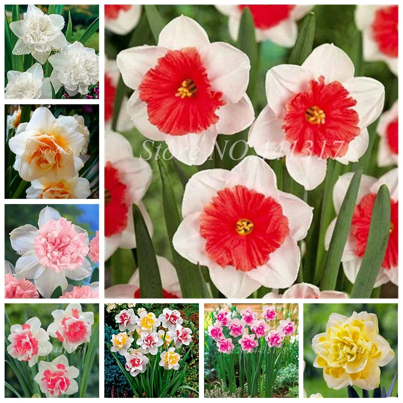 100 шт Нарцисс цветок бонсай, цветок нарцисса, Комнатные растения, двойные лепестки поглощения радиации в горшках DIY домашний сад растение