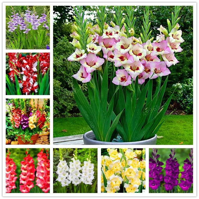 

100 PCS/bag Big Promotion!Cut Gladiolus bonsai Flower garden Perennial Potted Plants Indoor Aerobic Gladiolus Flower flores