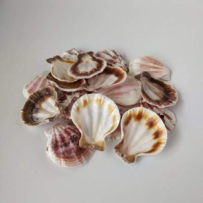 

20pcs natural sea shells conch seastar Colorful Natural Seashells Decorations Scallop Shells Crafts Decor Ornament
