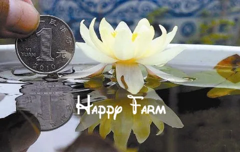 Aquatic plants blossom mini Water lily Plantas Miniature lotus Bonsai plants floresling for home& garden 15 Pcs/bag