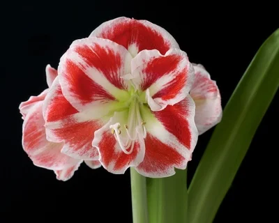 20 шт. свежий настоящий хиппеаструм рутилум Oobonsai цветок F - Цвет: 6
