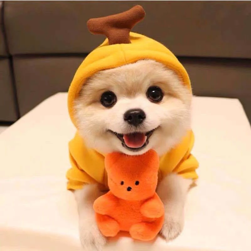 Hooded Sweatshirt Fruit Warm Coat Sweater Costume Dog Cat