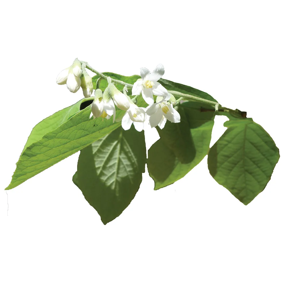 Styrax эфирное масло, AKARZ, бренд, натуральное масло, косметика, свеча, мыло, ароматы, сделай сам, odorant, сырье, Styrax oil