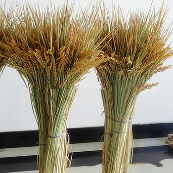 

10PCS Natural Dried Flowers Rice Ears Straw Dry Branches Harvest Farmhouse Wheat Dried Reeds DIY Home Decoration