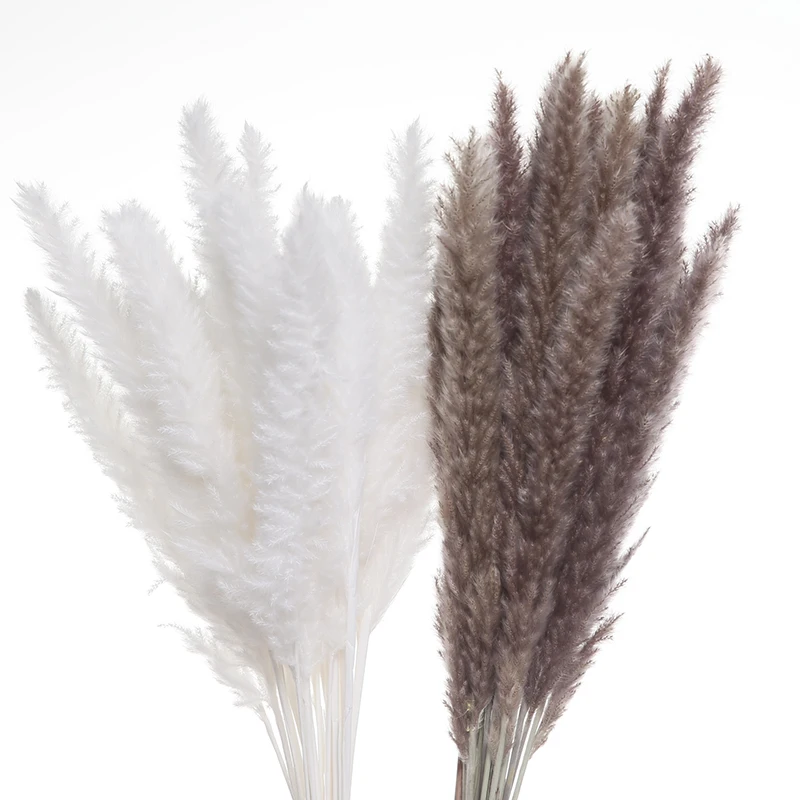 Reed Bunch Pampas Grass Phragmites Home Decor Pampa Decoration Para
