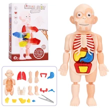 Jouets Montessori Puzzle 3d pour enfants, modèle d'anatomie du corps humain, jouet éducatif pour enfants, outils d'enseignement