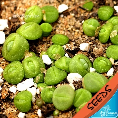 50 шт. свежие настоящие литопсы Aizoaceae псевдоtruncatella суккулент Semillas микс~ живые камни красочные лица sementes - Цвет: 12
