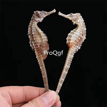 

Ngryise 6Pcs A Set dry hippocampus