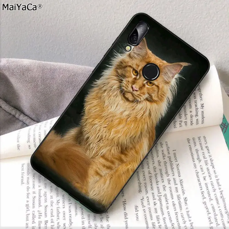 pet maine coon cat