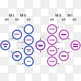 Xyy综合征 Klinefelter综合征 3x综合征 Y染色体鬼png图片素材免费下载 图片编号 Png素材网