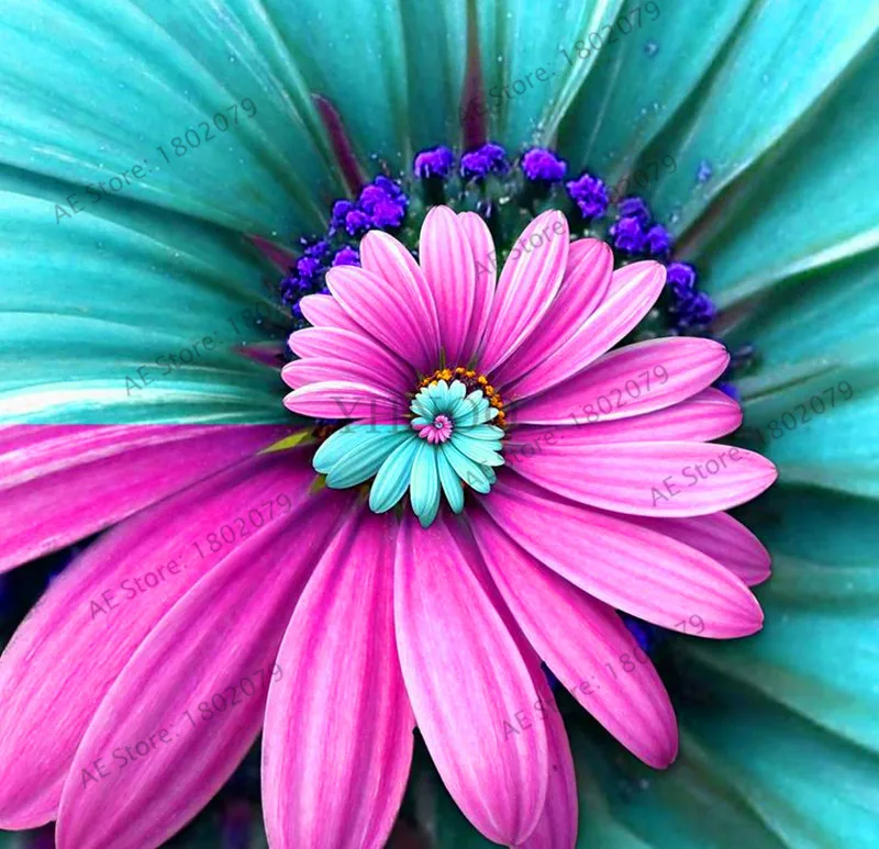 4 Big Promotion!30pcs/bag Daisy Bonsai Rare flower Plantas Perennial indoor Potted plants for home garden Four seasons flowering - Цвет: 4