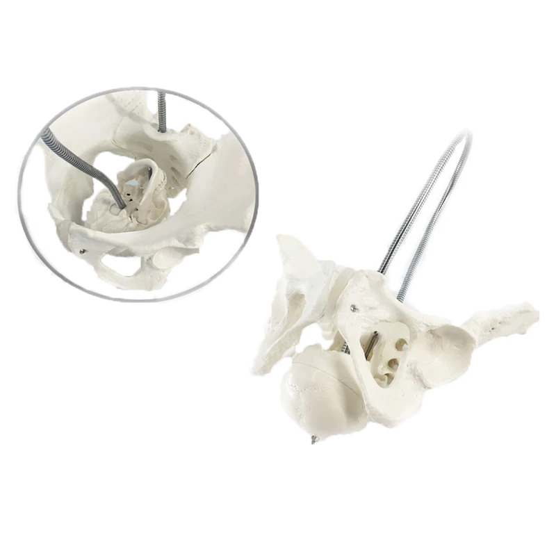 Female Childbirth Pelvis Anatomy Model Medical Science Teaching Resources