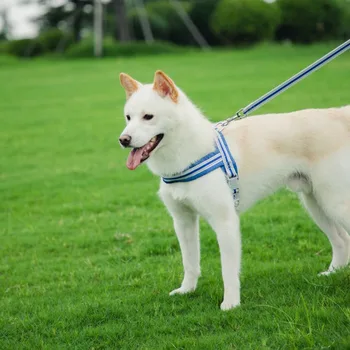

Small Medium Pet Dog Traction Chain Comfortable Luxury Personalized Traction For Dogs Coleira Para Cachorro Pet Products OO50XQ