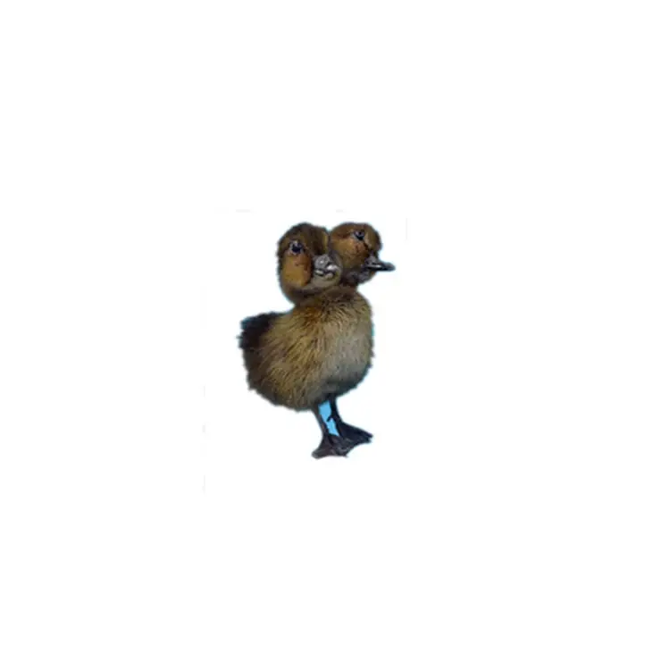Taxidermy утка двуглавый черный/коричневый утенок oddity homedeco подарок