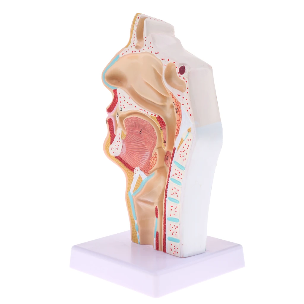 1:1 Human Nasal Cavity Throat Anatomy Model for School Anatomical Study, Lab Demonstration Models