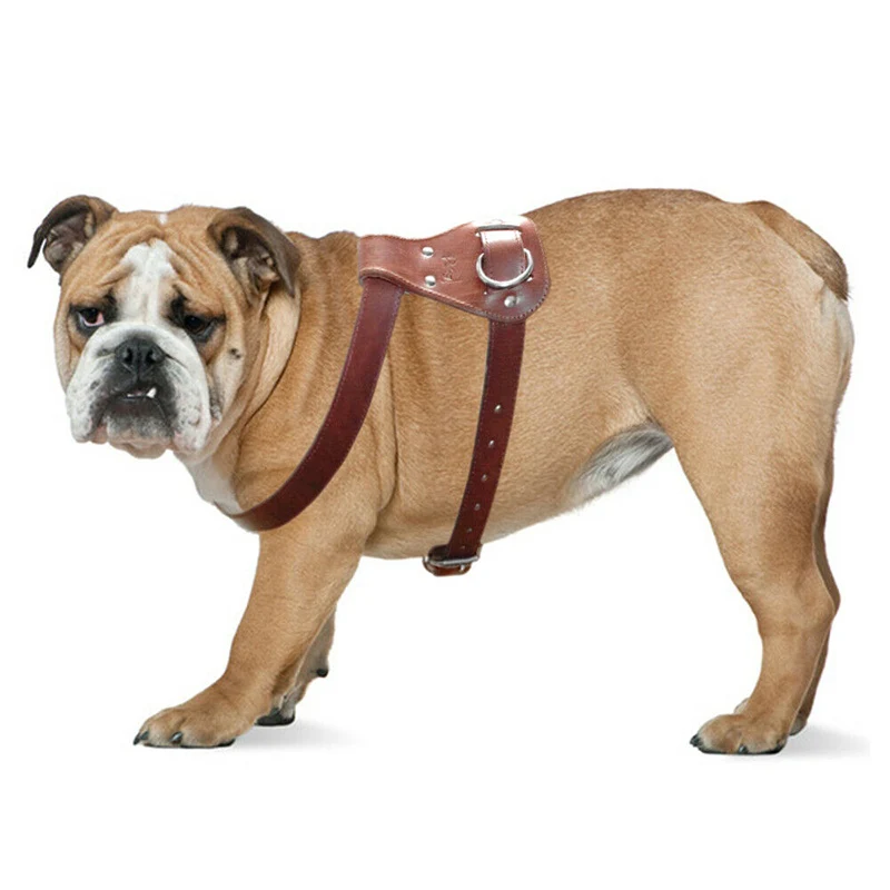 leather harness for small dogs