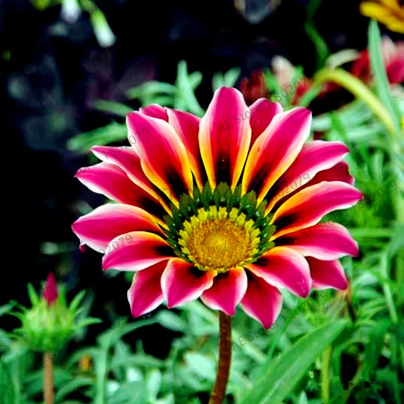 100 шт./пакет разноцветные Gazania rigens flores, цветок растения для дома и сада, бонсай для внутреннего и наружного спорта посадки