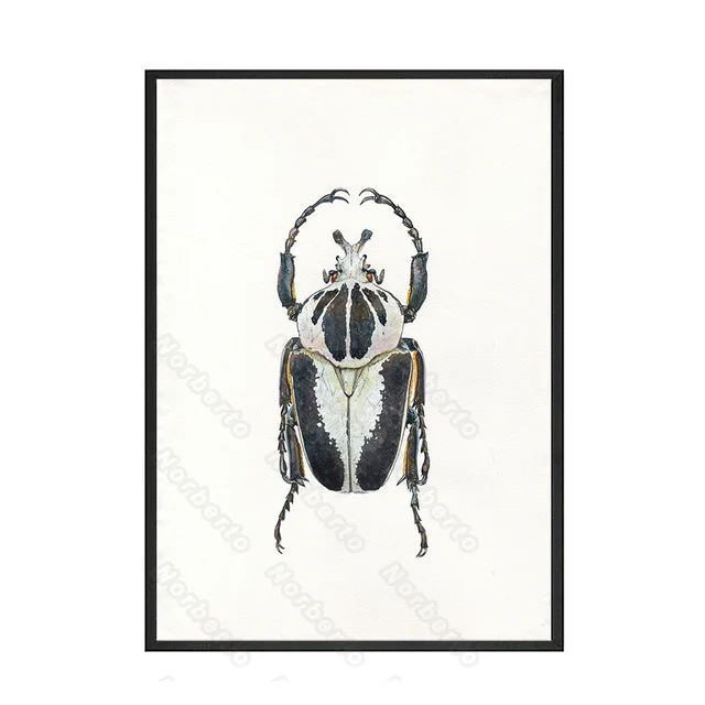 Many Beetles Insects Specimens Modern Realistic Style Canvas Painting Wall Poster Hd Print Home Rooms Bedroom Wall Decoration A