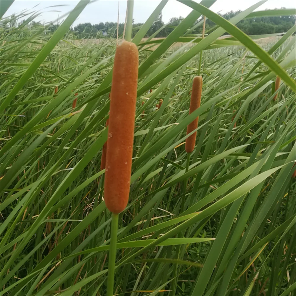 5 шт. домашний декор живое растение cattail сухое декративное растение Цветы Букет сырья цвет